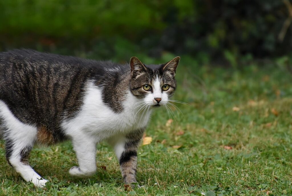 3 legged cat