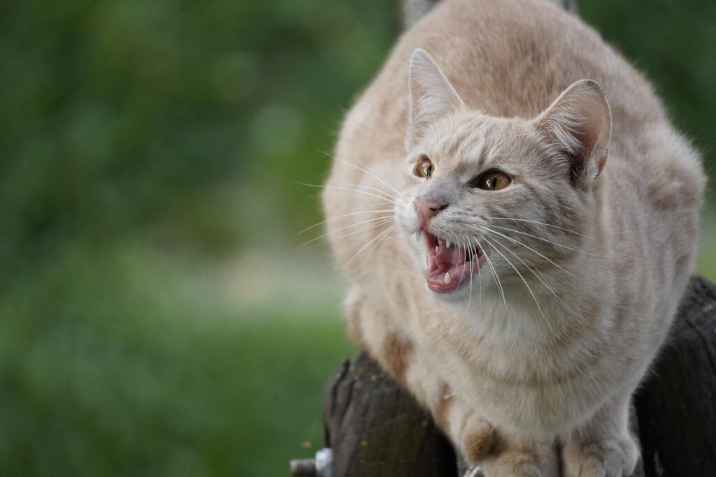what to do with an aggressive cat