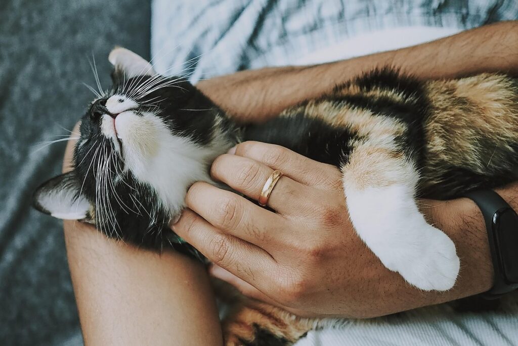are cats easy to take care of