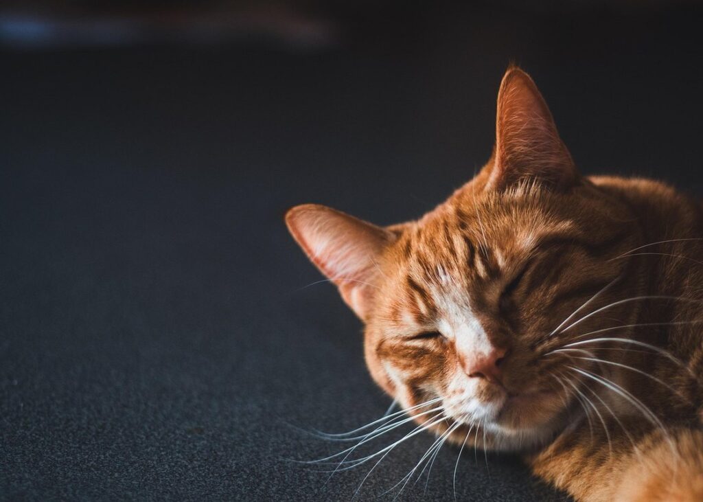 are male cats territorial