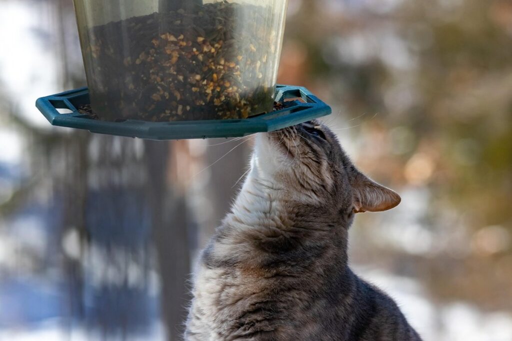 auto feeder for cat