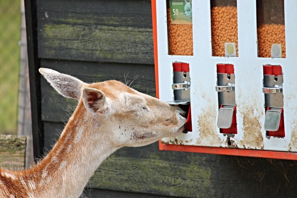 automatic cat feeder wet food