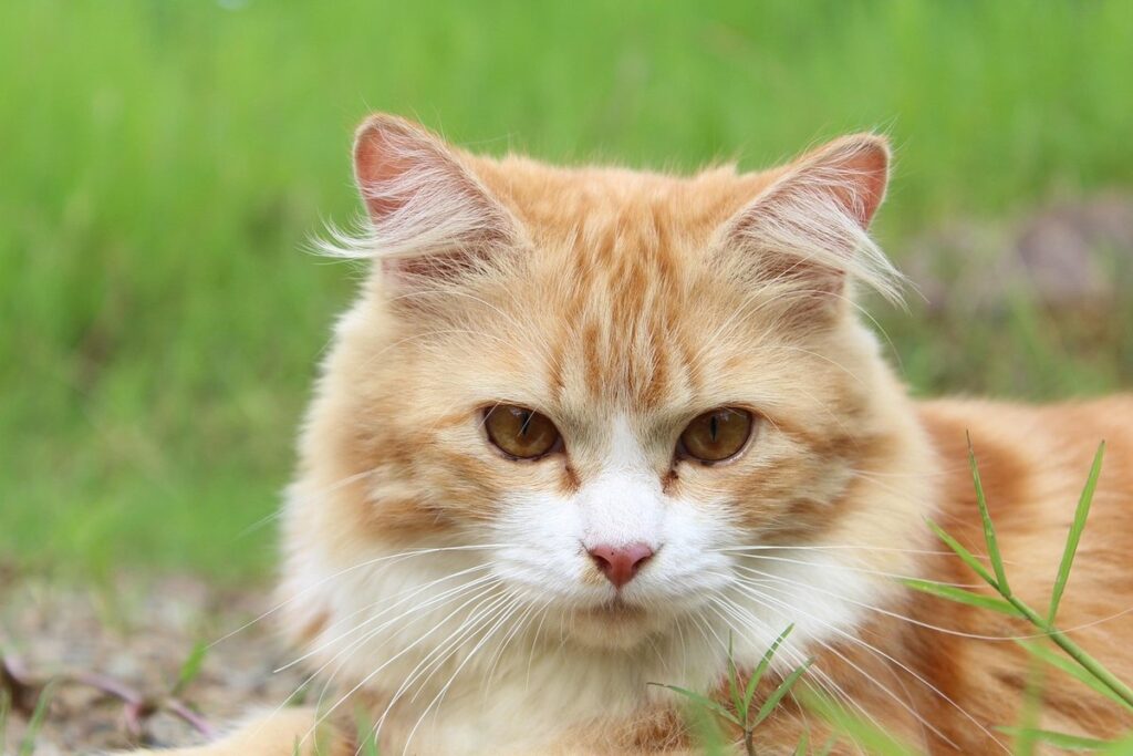 automatic kitty litter box for multiple cats