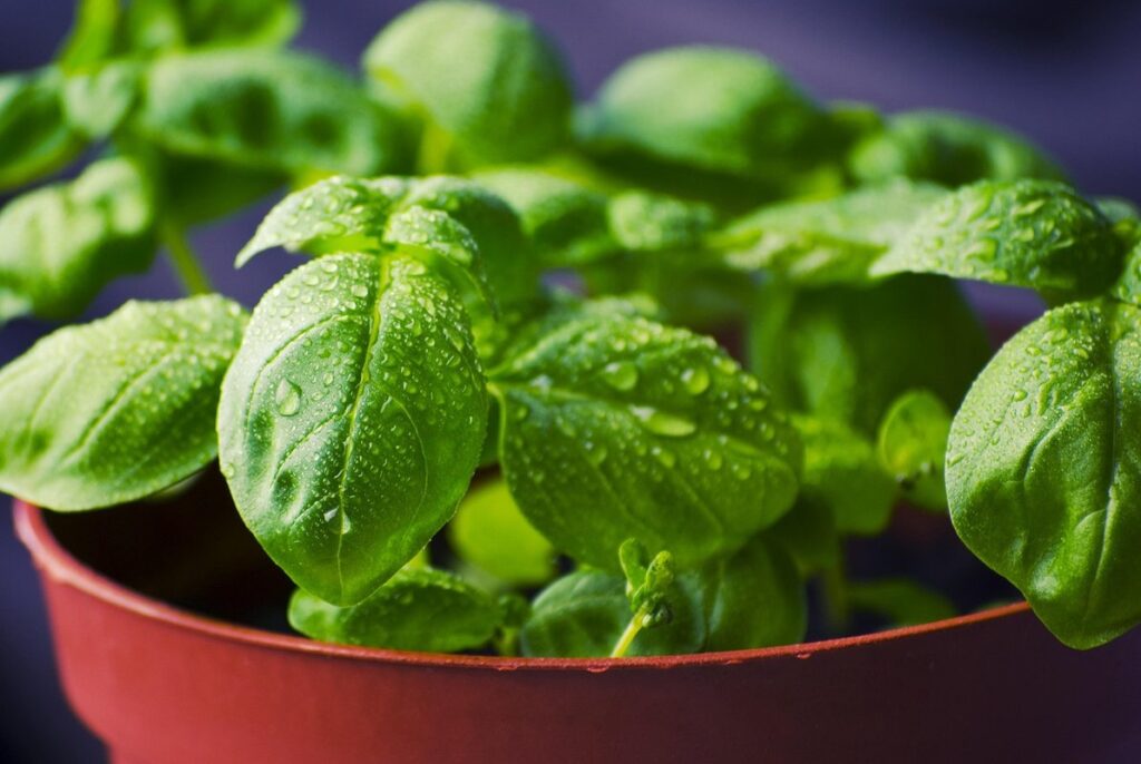is fresh basil harmful to cats