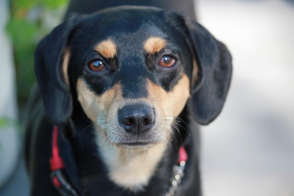 beagle and terrier mix
