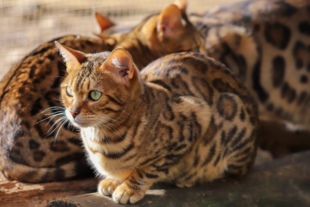 why are bengal cats illegal