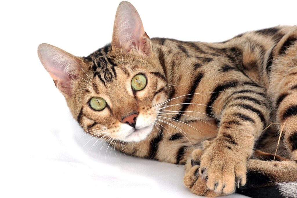 maine coon cross bengal kittens