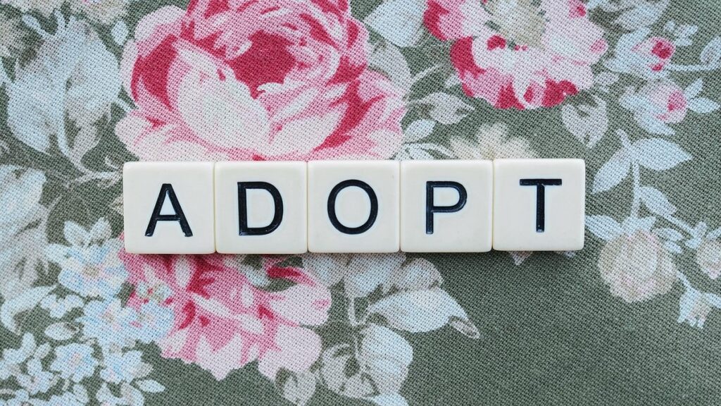 best age to adopt kitten
