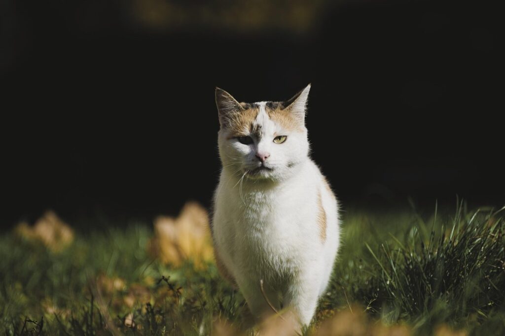 best cat grass for indoor cats
