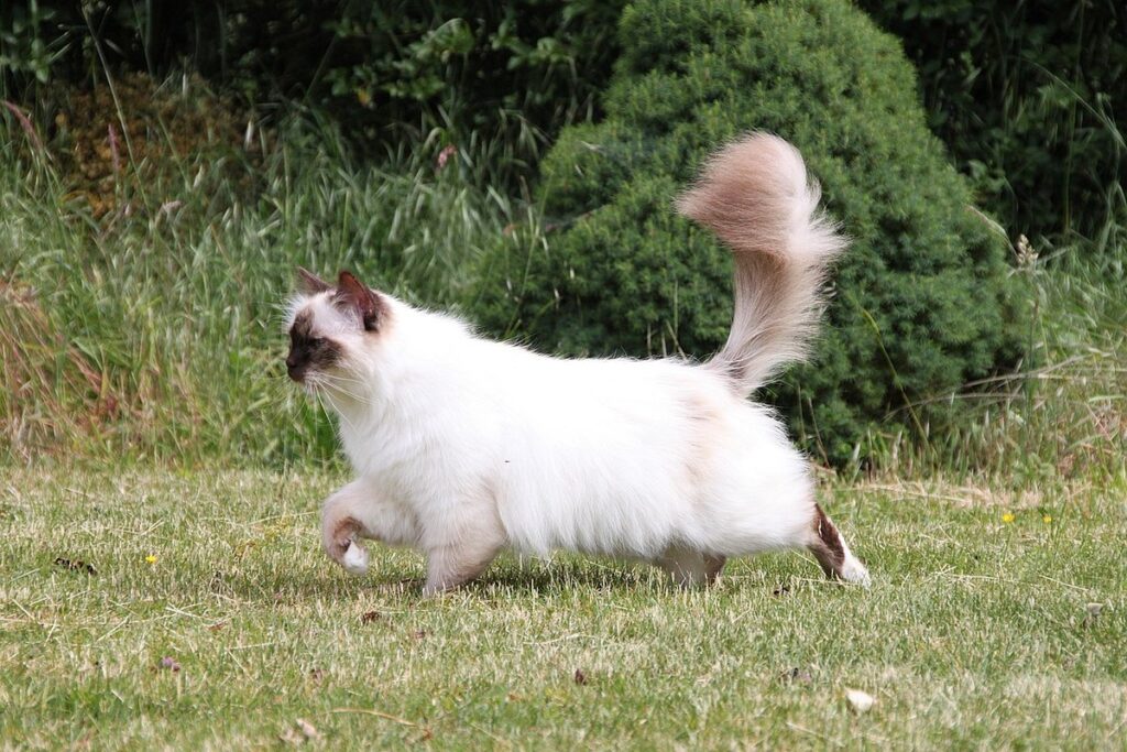birman cat characteristics
