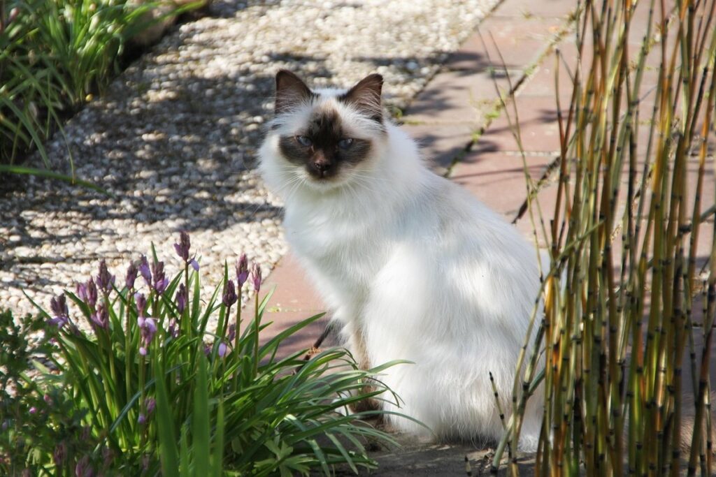 birman cat personality