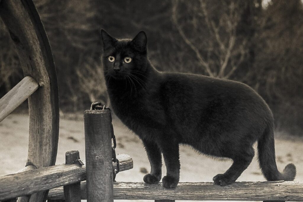 black cats and superstition