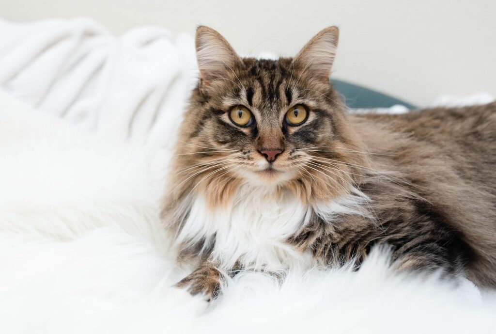 black maincoon