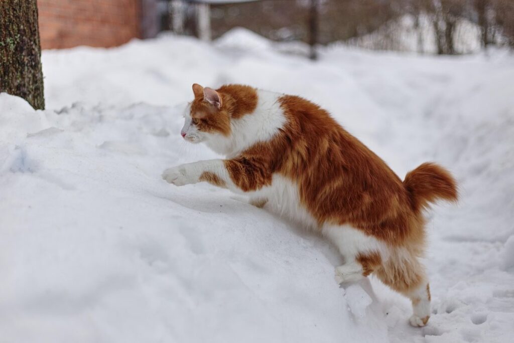 bobtail cat characteristics