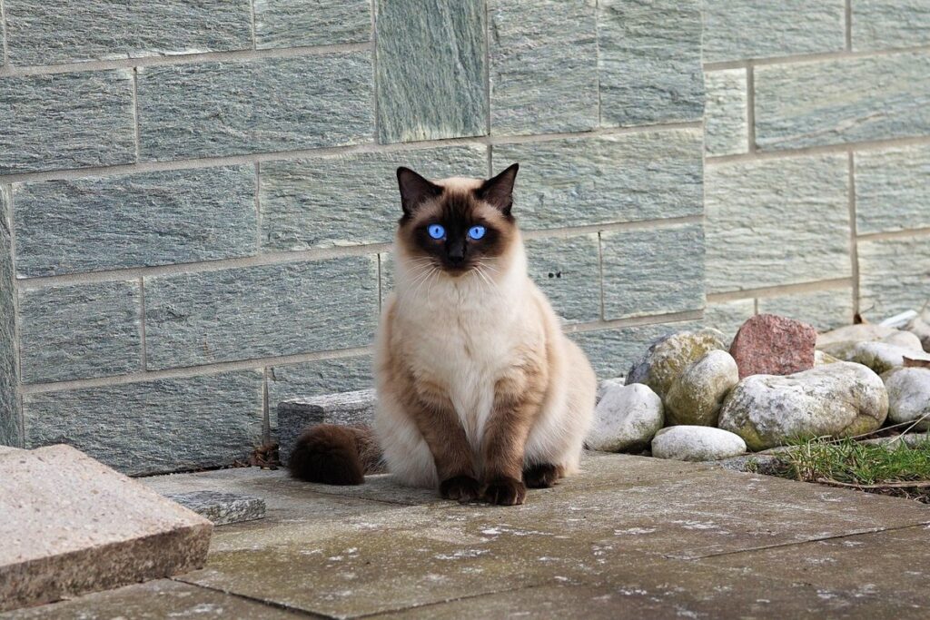 breeds of siamese cat