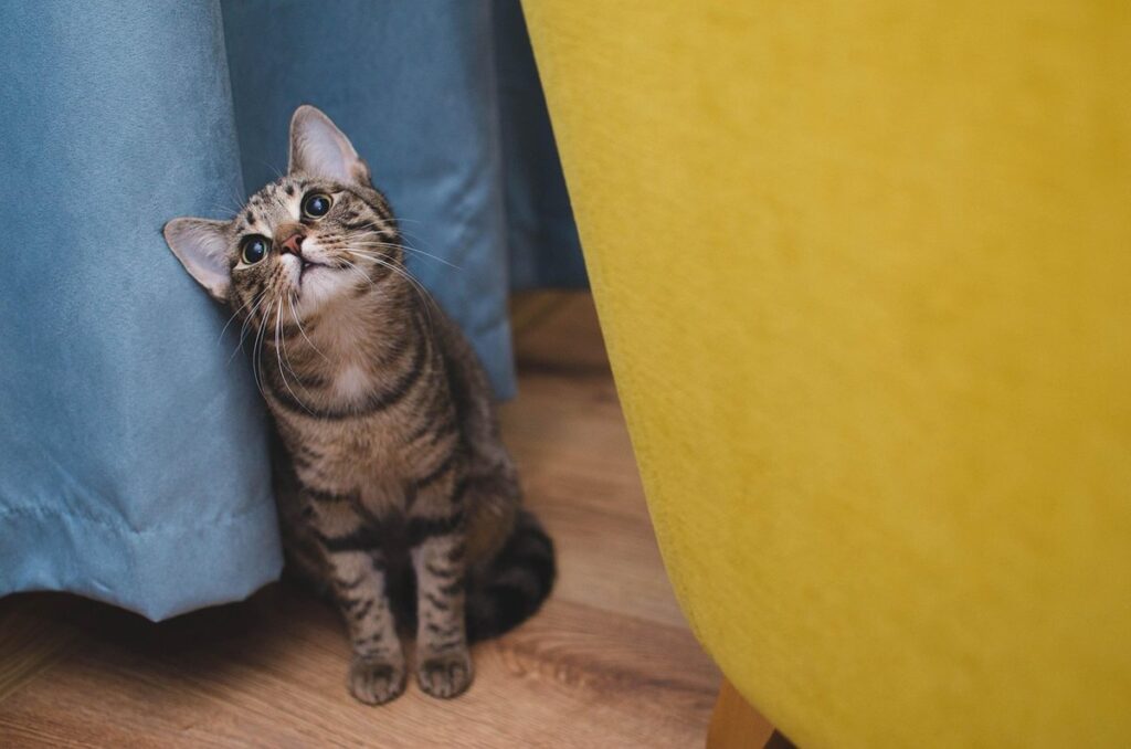 brindle cat breeds