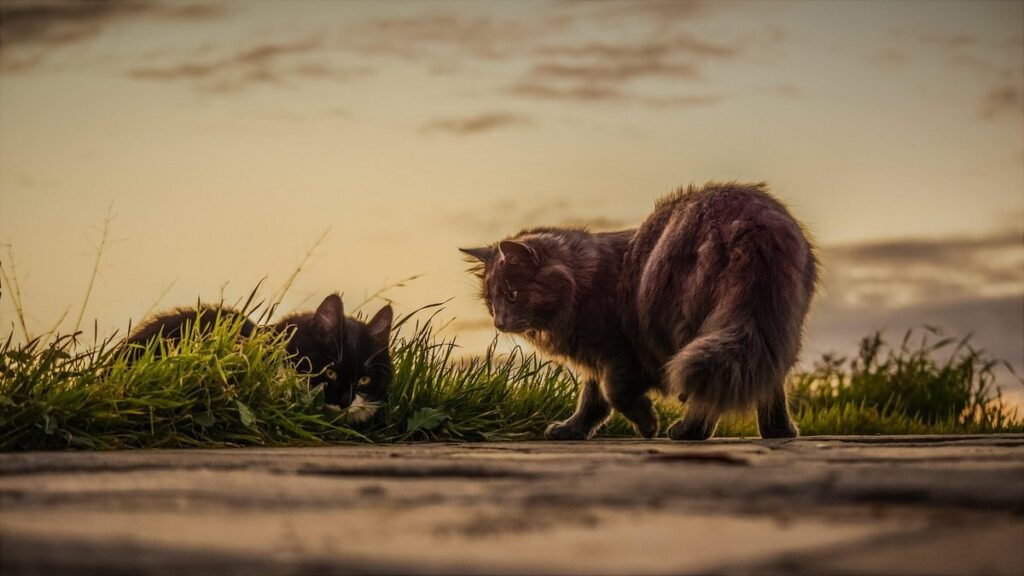 brown feline traits