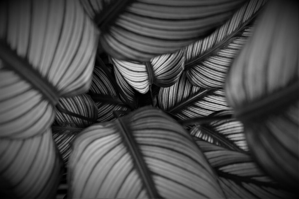 calathea safe for cats