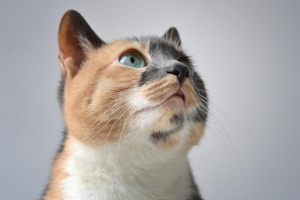calico cat without white