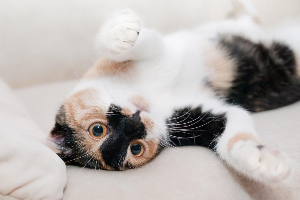 calico long haired cats