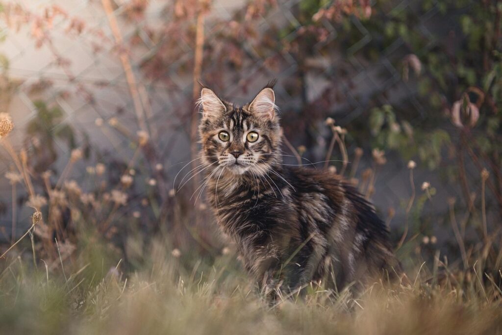 calico maine coon cat