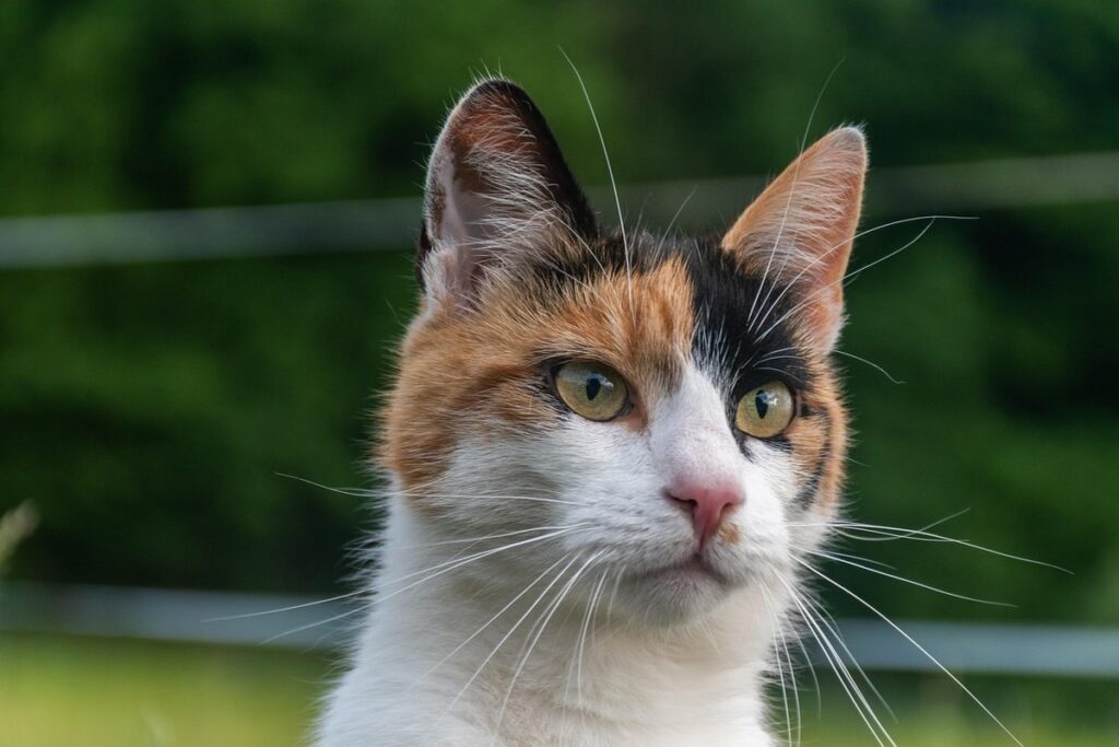 calico vs tortie