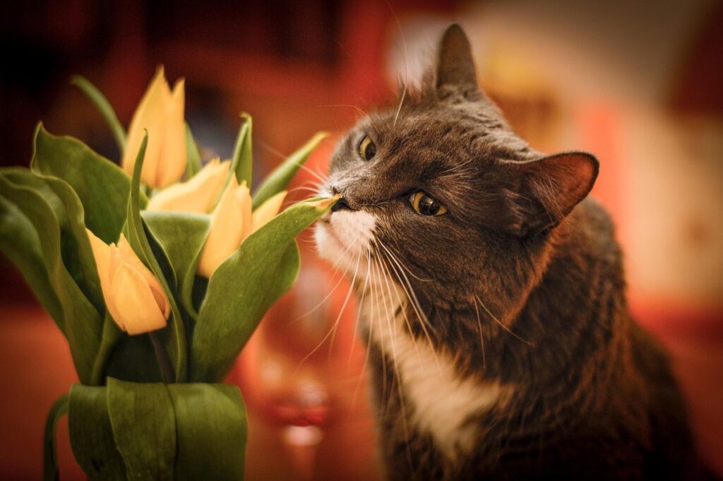 can smelling cat urine harm you