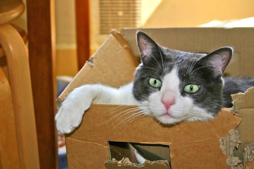 cardboard cat scratcher lounge
