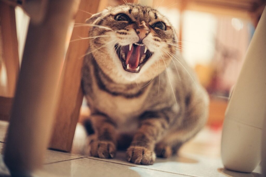 cartoon cat hissing