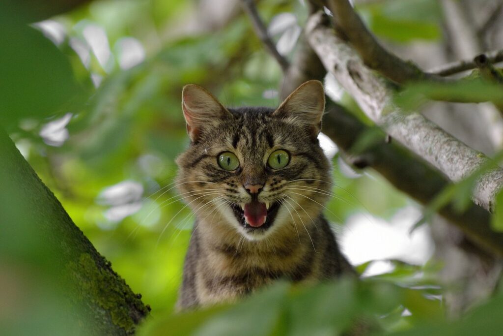 cat aggression towards other cats