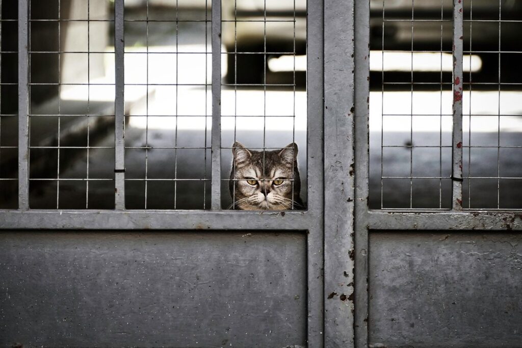 Cat alone