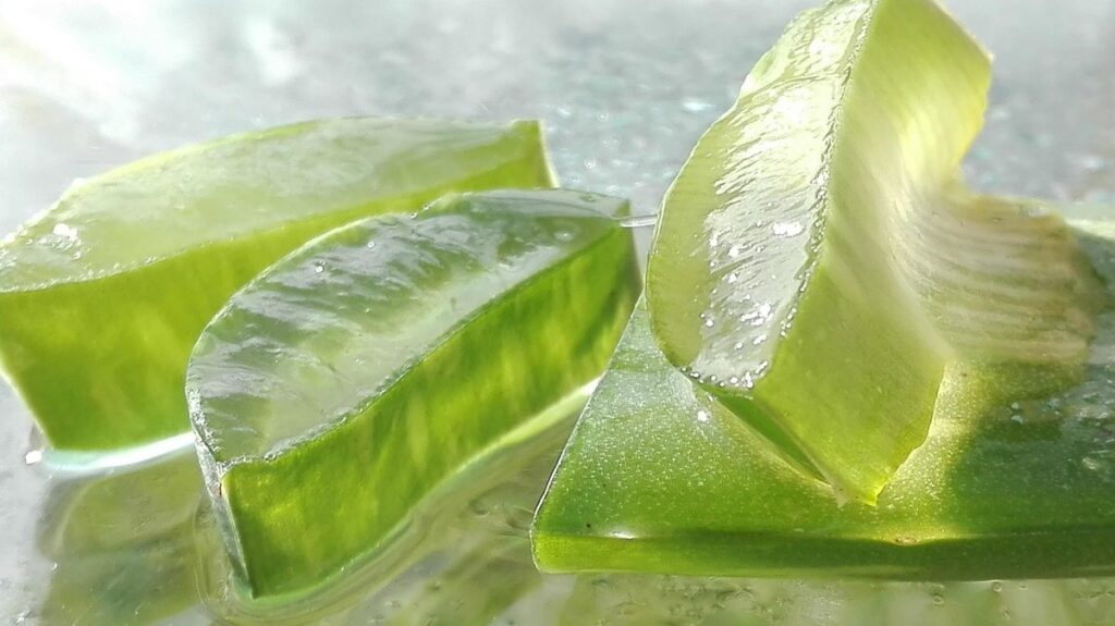 is an aloe vera plant toxic to cats