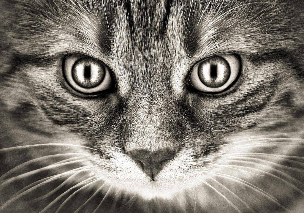 cat breath odor causes