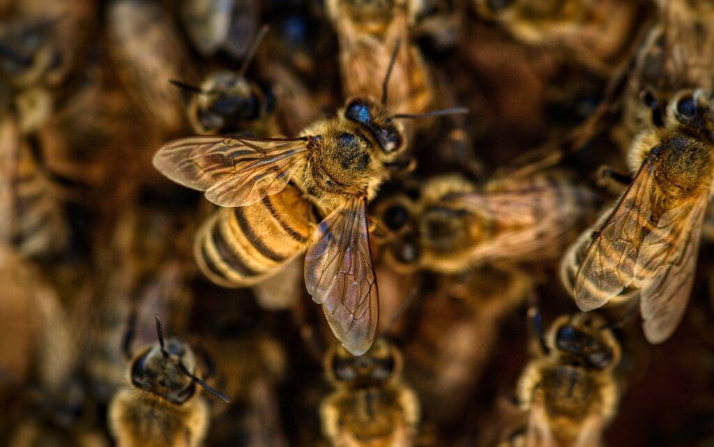 cat bee sting