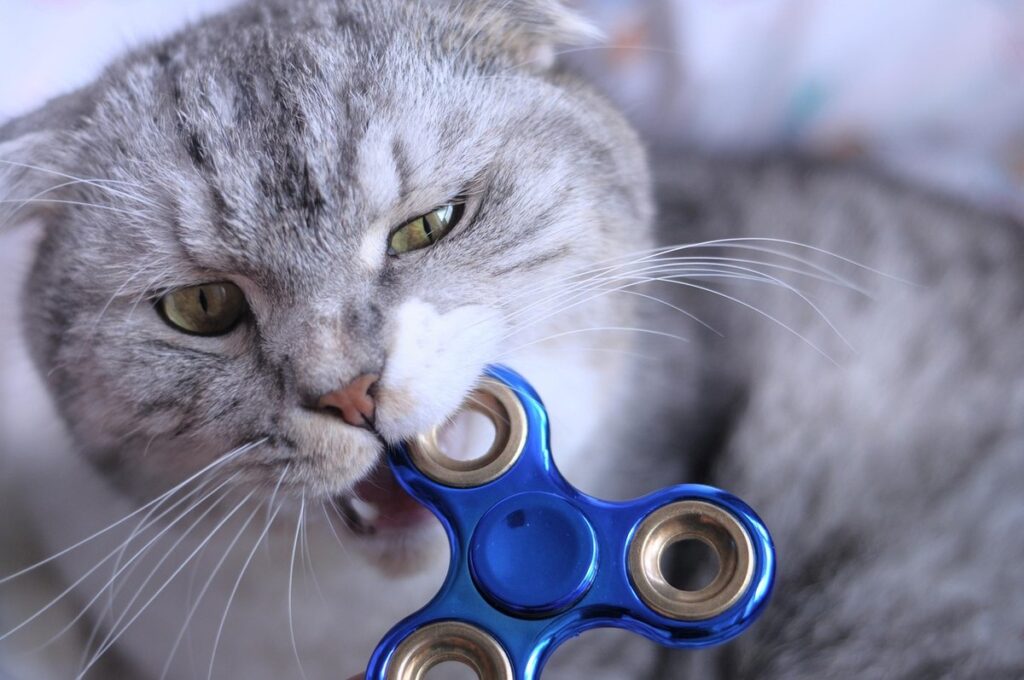 cat behaviour biting