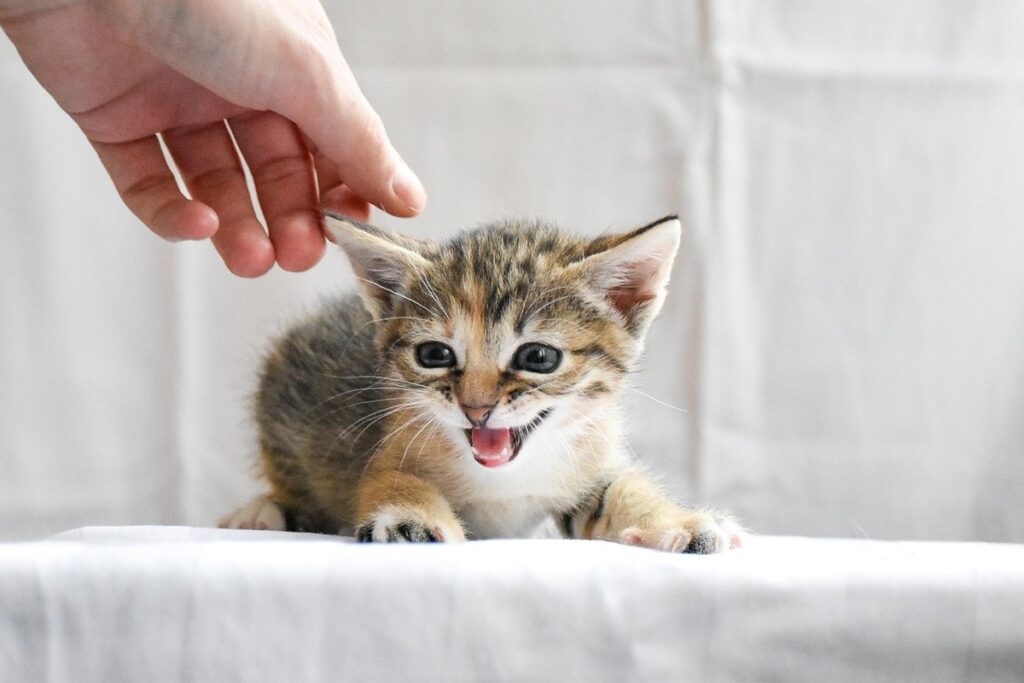 cat grabs hand and bites