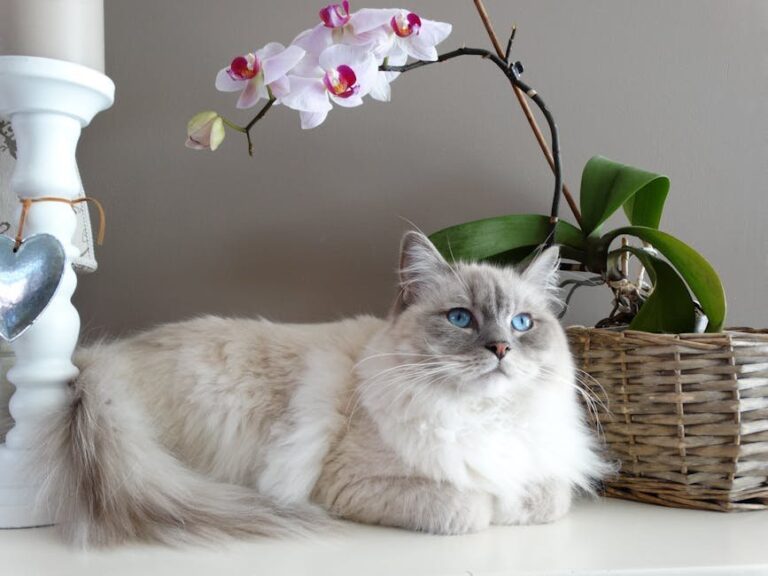 cat breed comparison chart