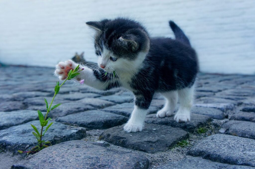 cat claws