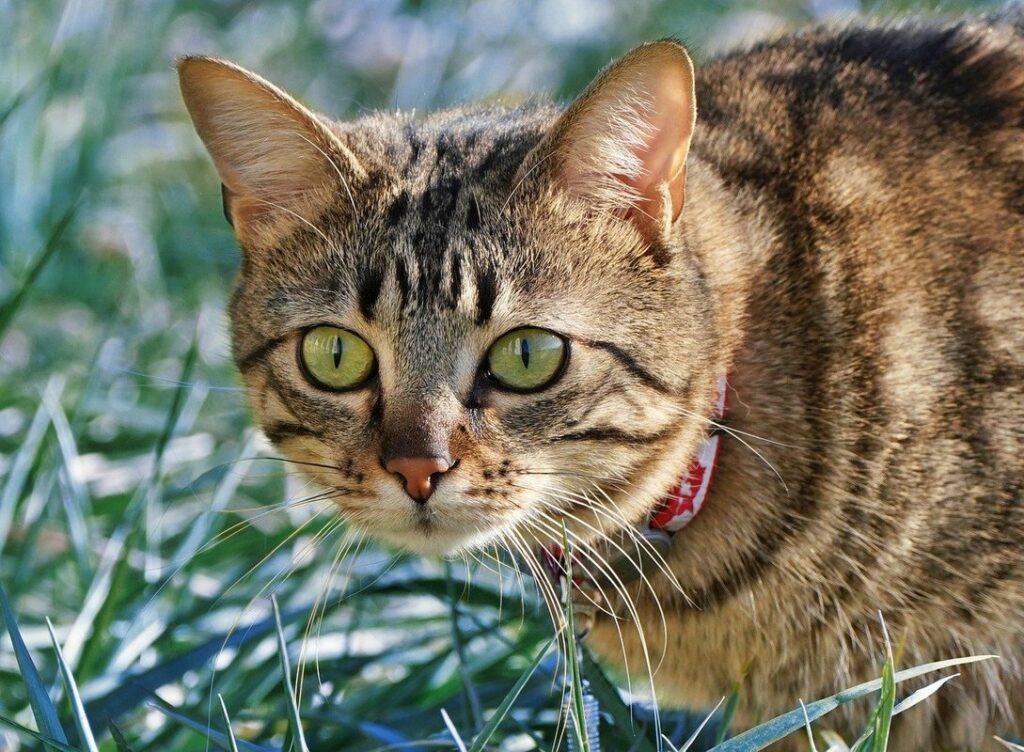 should cats wear collars