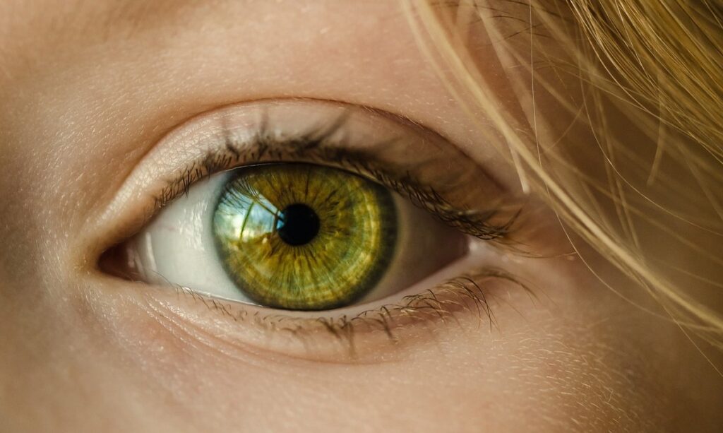 what colors can cats see best