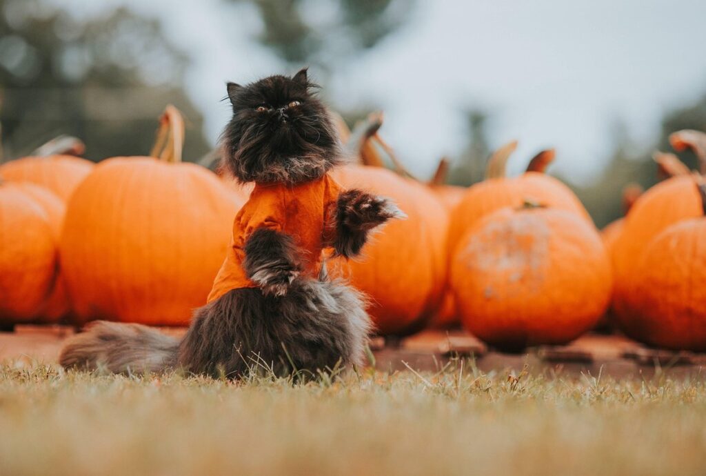 cat costume for halloween