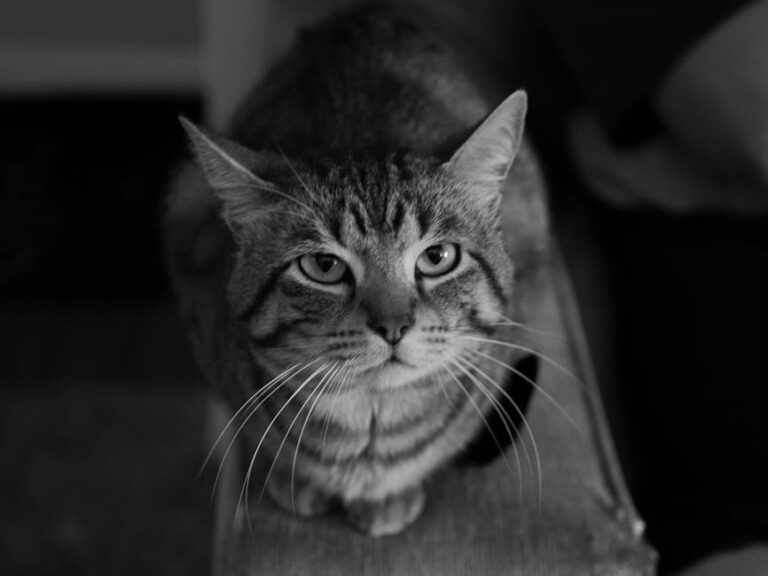 cat didn't come home