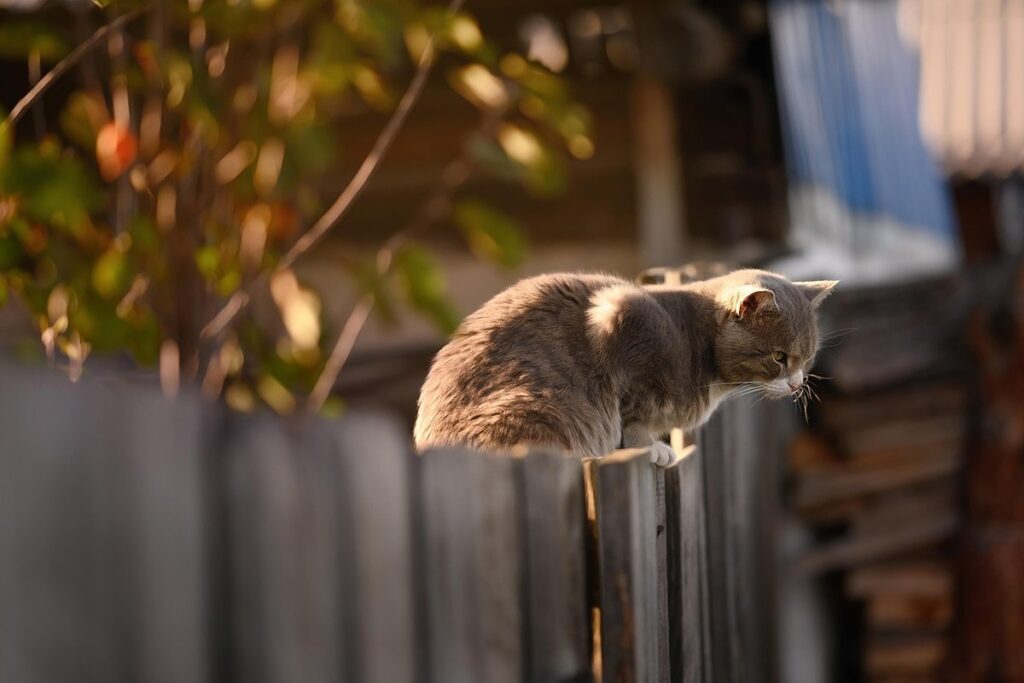 cat door fence