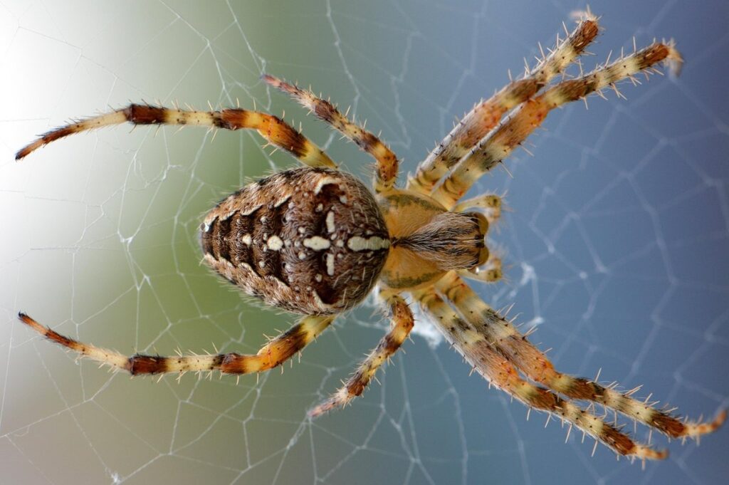 does cats eat spiders