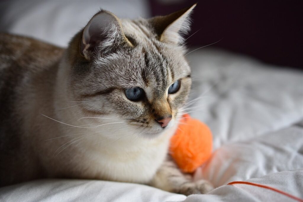 cat enrichment toys diy