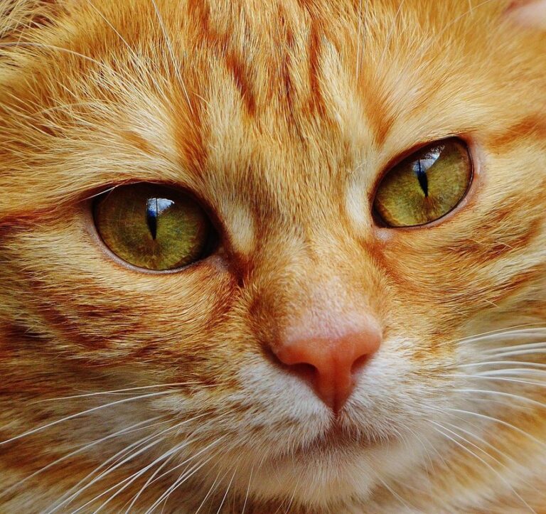 cat expressions