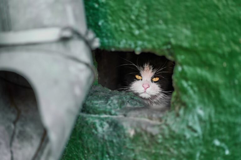 cat eye drainage issues