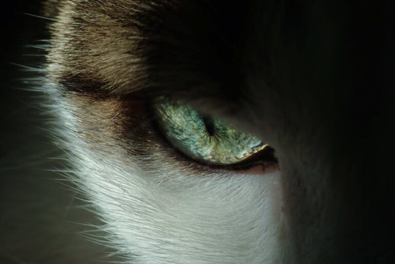 cat eye removal surgery