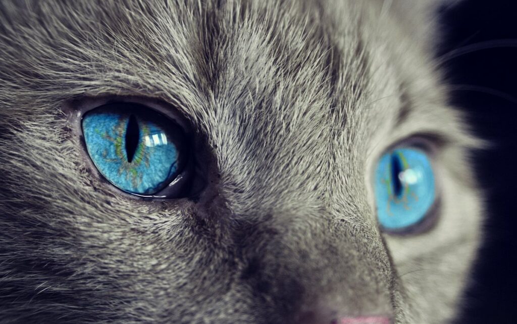 shape of cats eyes