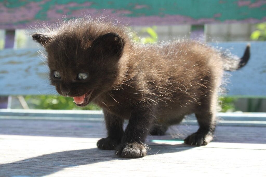 what cats afraid of